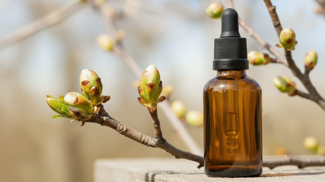 Chestnut Bud (Bourgeon de Marronnier) : la Fleur de Bach de l’apprentissage