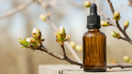 Chestnut Bud (Bourgeon de Marronnier) : la Fleur de Bach de l’apprentissage