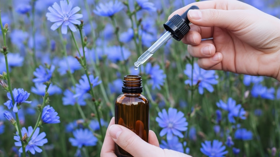 Chicory (Chicorée) : la Fleur de Bach de l’amour détaché et du don sincère