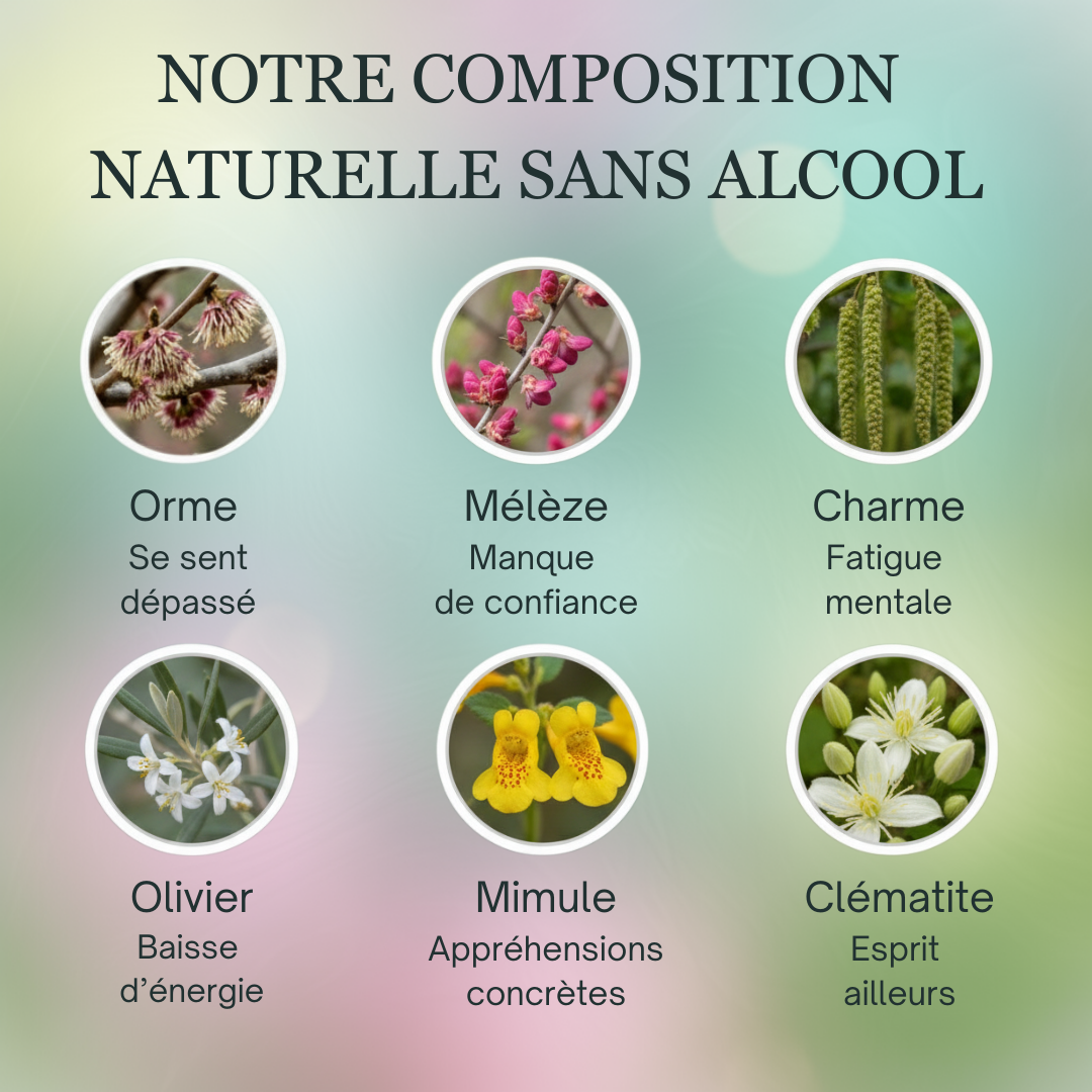 Confiance & Examens | Fleurs de Bach sans alcool