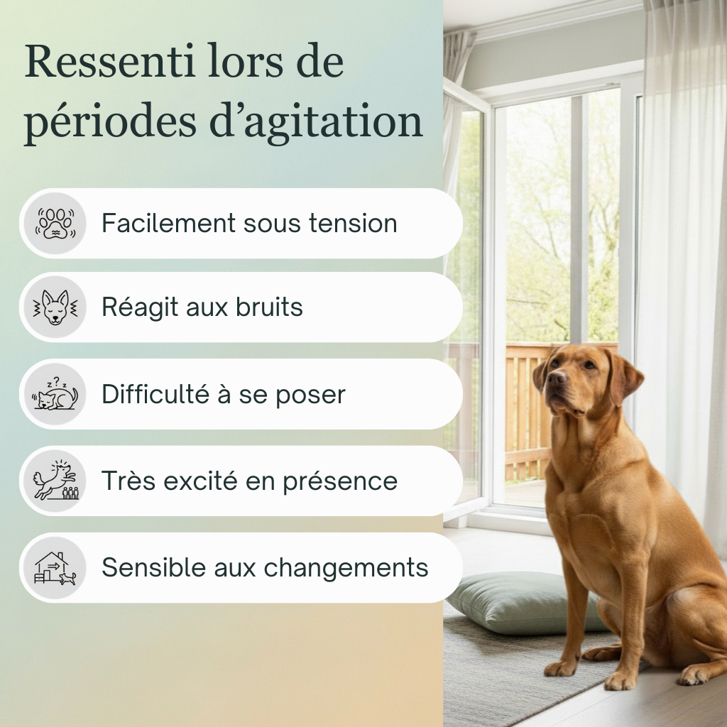 Sérénité Animaux Stressés  | Fleurs de Bach sans alcool ajouté